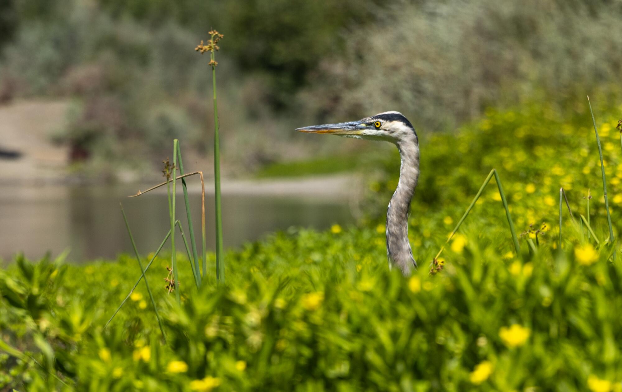 A great blue heron peers out from greenery along the Russian River.