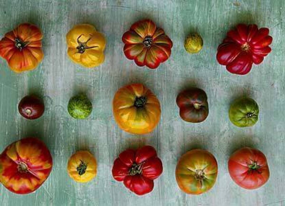 Summer tomatoes.