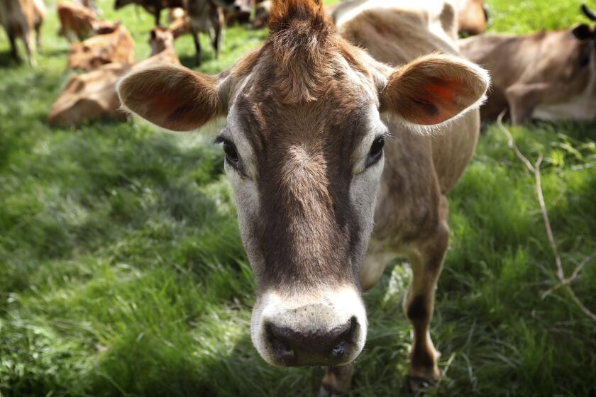 En esta imagen de archivo, una vaca pasta en un campo en Iowa, el 8 de mayo de 2018. (AP Foto/Charlie Neibergall, archivo)