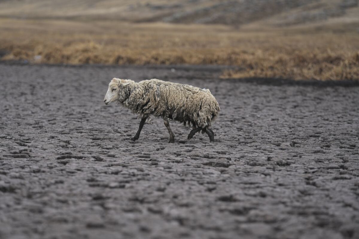 Una oveja demacrada camina sobre el lecho seco de la laguna de Cconchaccota en la región Apurimac de Perú