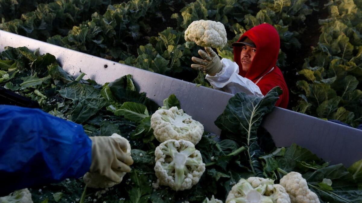 A farmworker contracted under the agricultural guest worker program picks cauliflower last year on a farm near Greenfield, Calif.