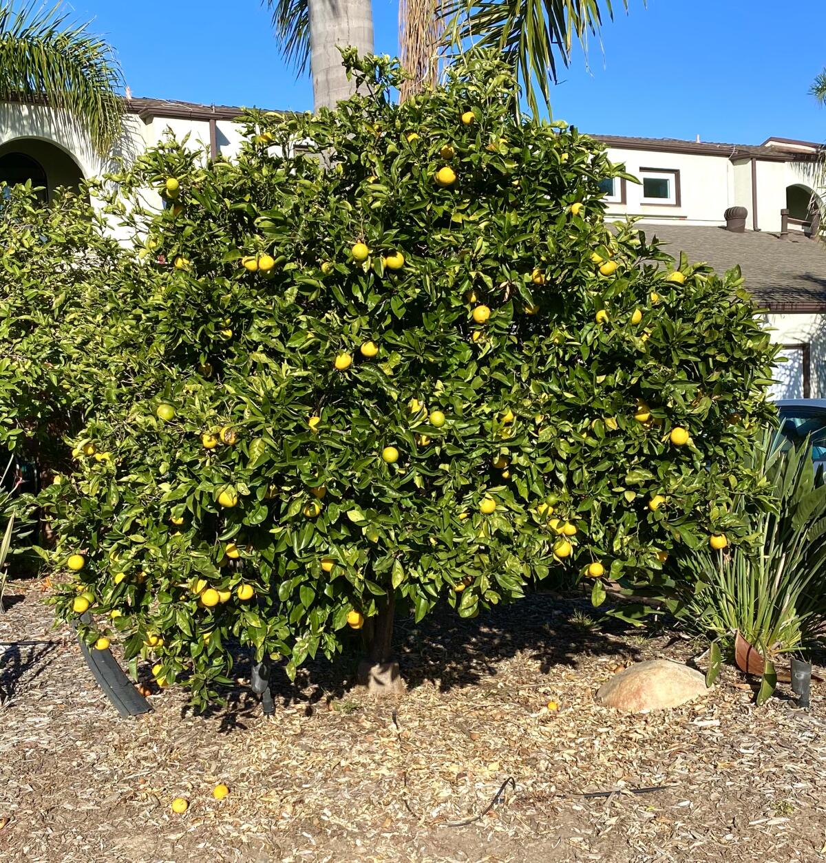 Starting brassicas in summer - Greg Alder's Yard Posts: Southern California  food gardening