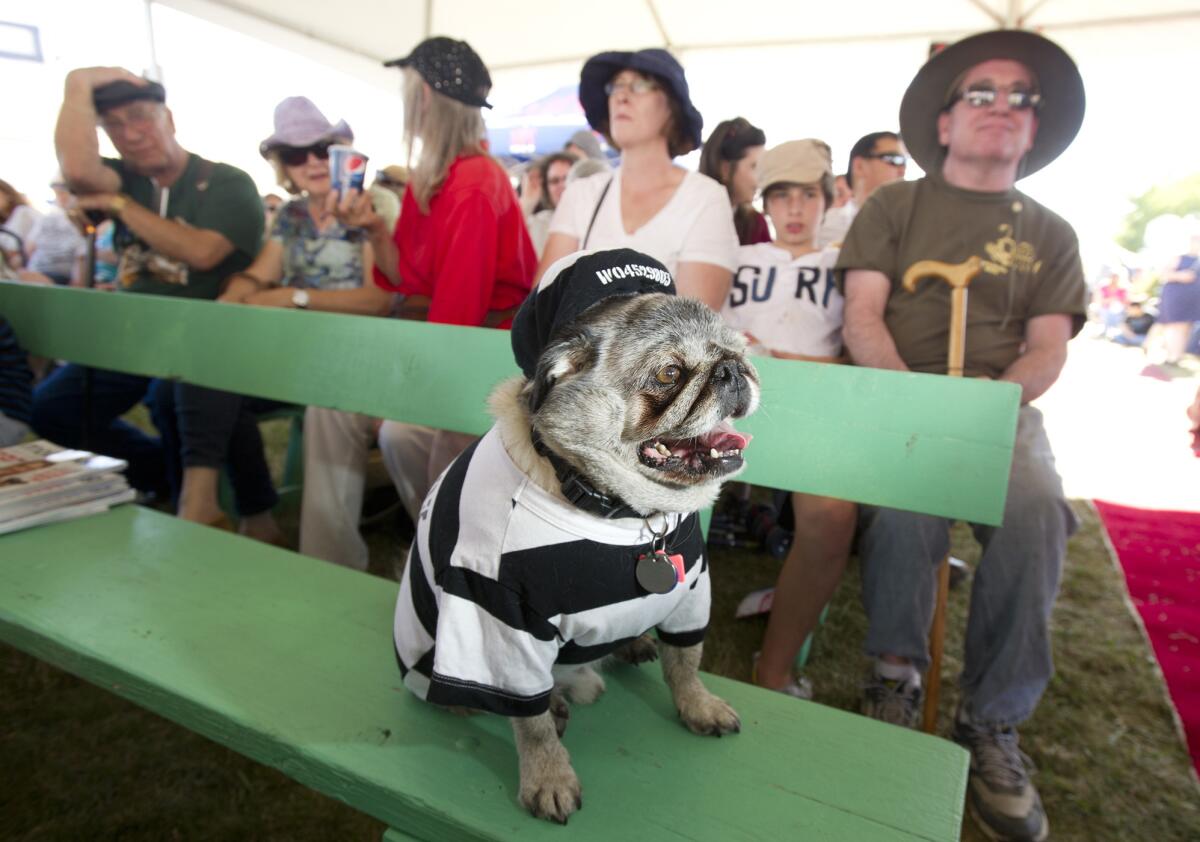 En fotografía del 21 de junio de 2013 se ve a Grovie, un can de raza pug de 10 años durante la competencia por el título al "perro más feo del mundo" en Petaluma, California. (Foto AP/Noah Berger)