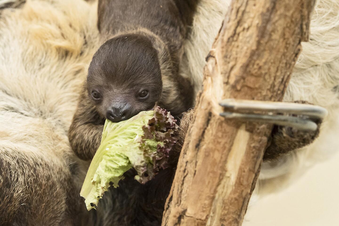A baby sloth eats some lettuce as it hangs on its mother's belly in their enclosure at the Tiergarten Schoenbrunn zoo in Vienna, Austria, on Dec. 13, 2016. The baby was born Nov. 18, but it just recently emerged after spending its early weeks hidden in its mother's soft coat.