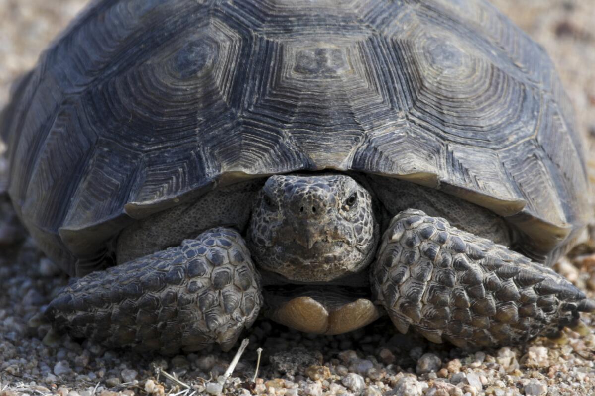 A desert tortoise walks in preserve Desert Tortoise Research Natural Area.