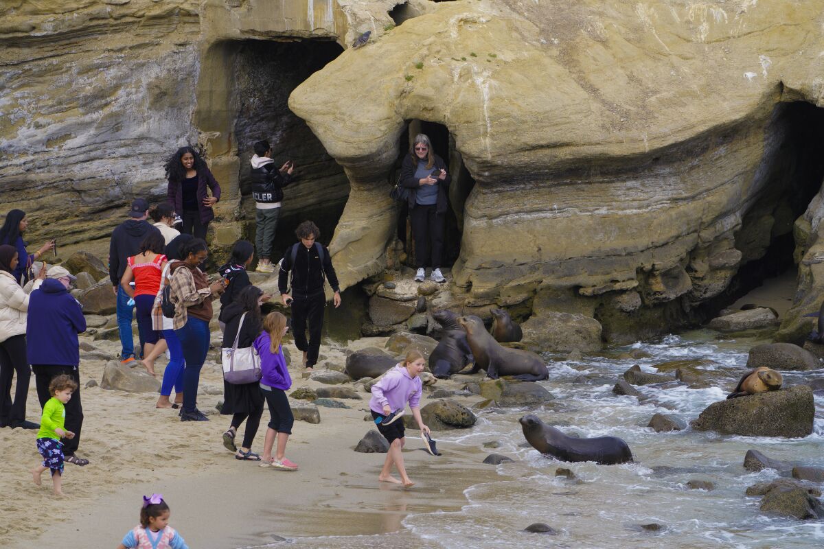 Sightseers at La Jolla Cove in February near sea lions in the water.