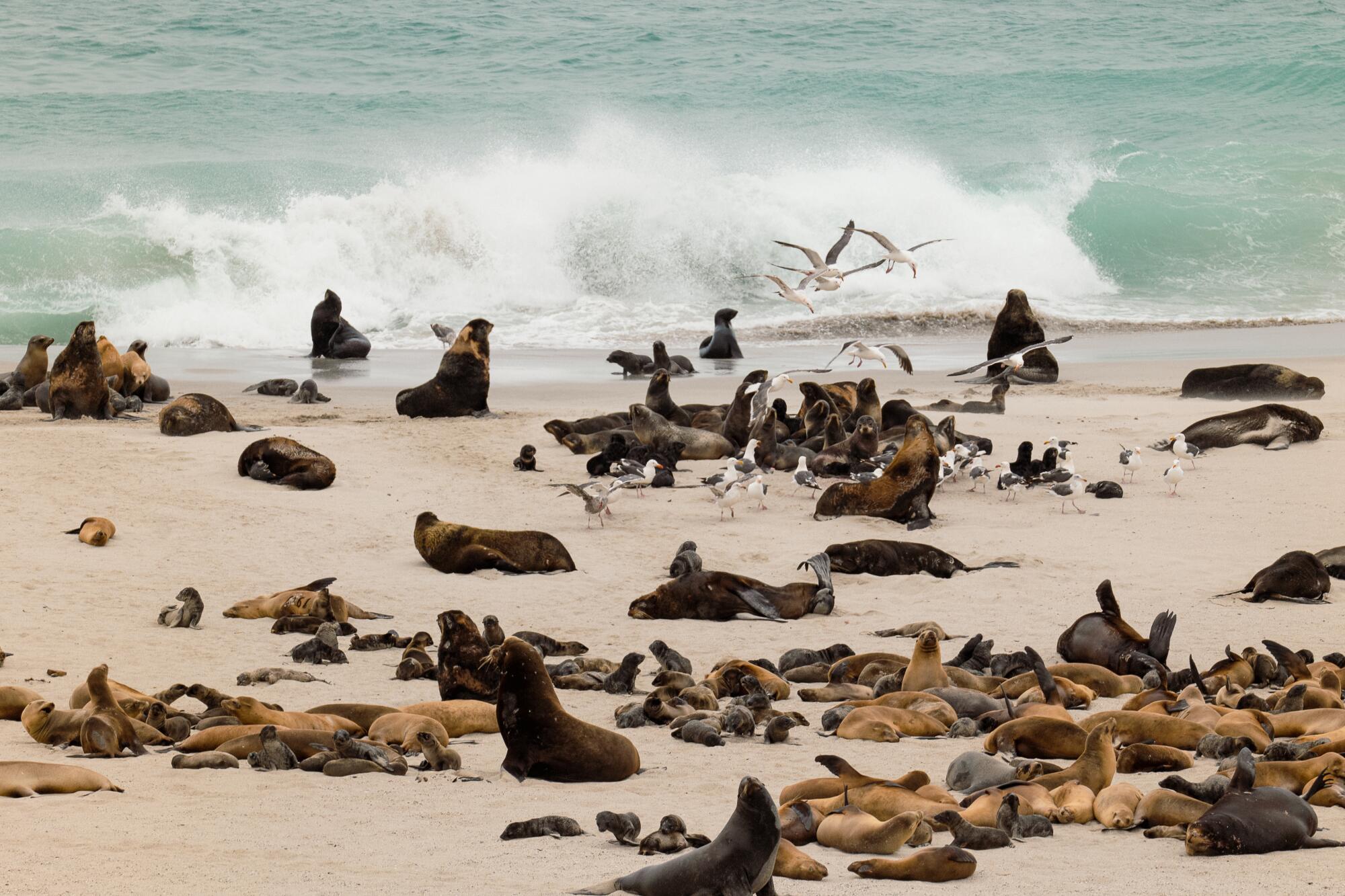 Seagulls, northern fur seals and sea lions converge at Point Bennett, San Miguel Island, off the California coast.