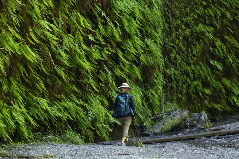 Fern Canyon Trail in Prairie Creek Redwoods State Park in Orick greets visitors with 50-foot-tall walls covered in fern.