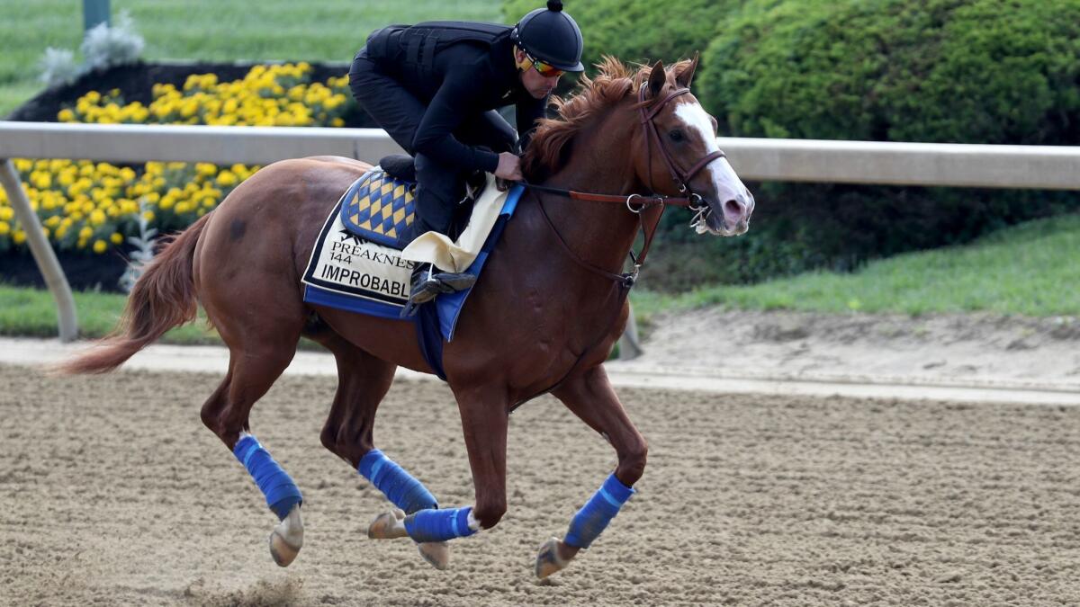 Improbable trains at Pimlico Race Course on Wednesday in preparation for the Preakness Stakes on Saturday.