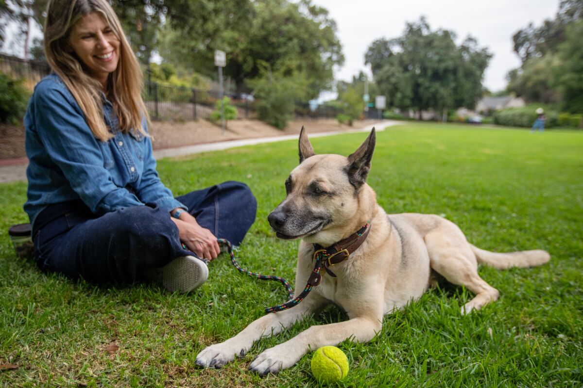 Buddy the dog sits on grass at a park with a tennis ball near his paw. His owner sits smiling behind him. 