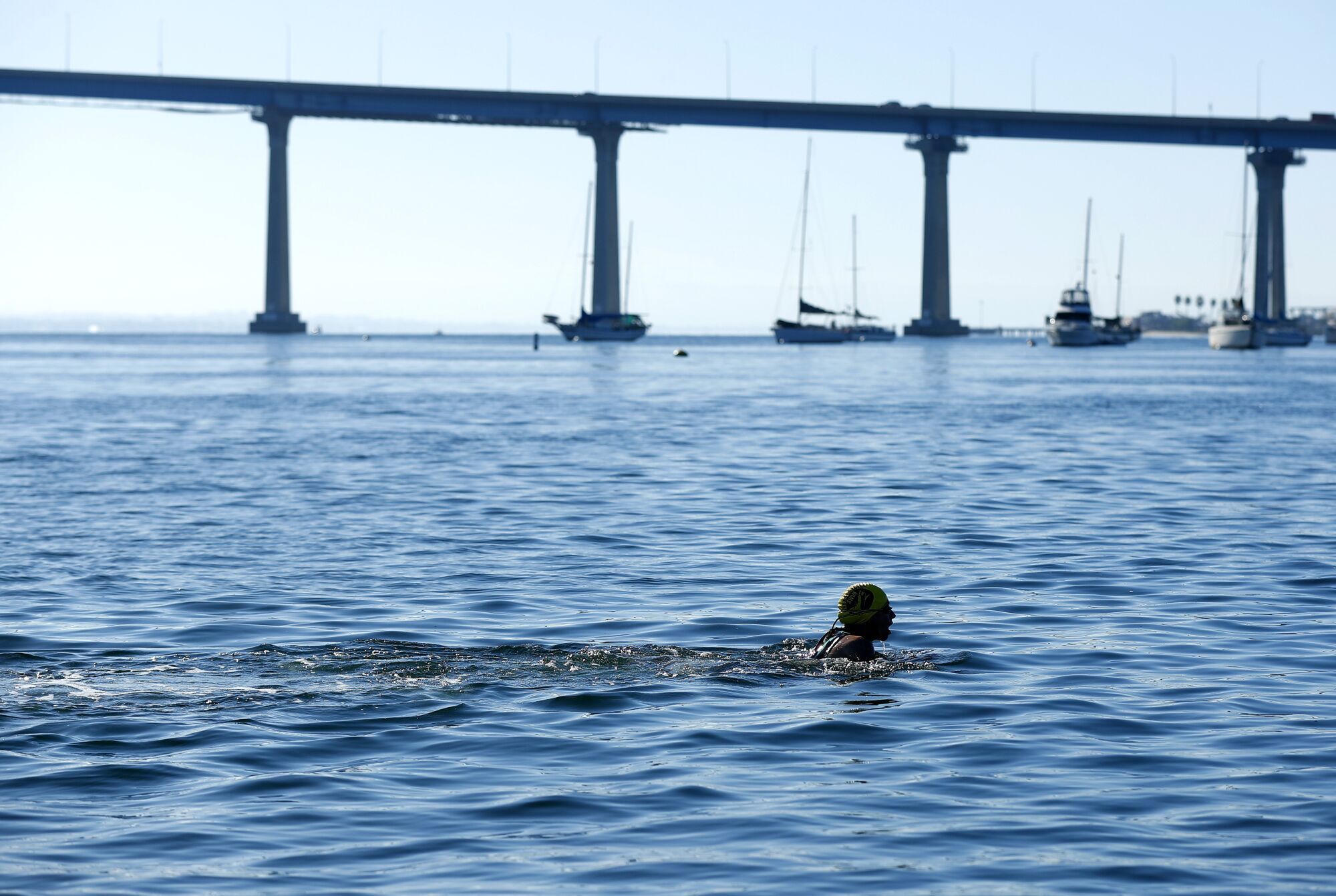 Sharkfest Swim The San Diego UnionTribune