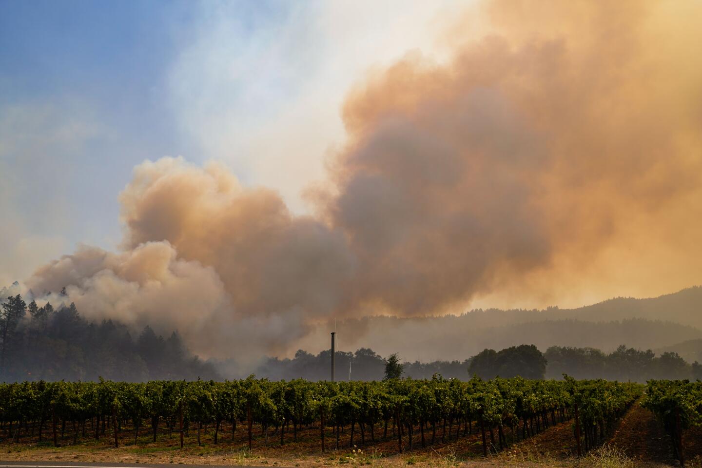 Billowing smoke obscures trees behind a vineyard.