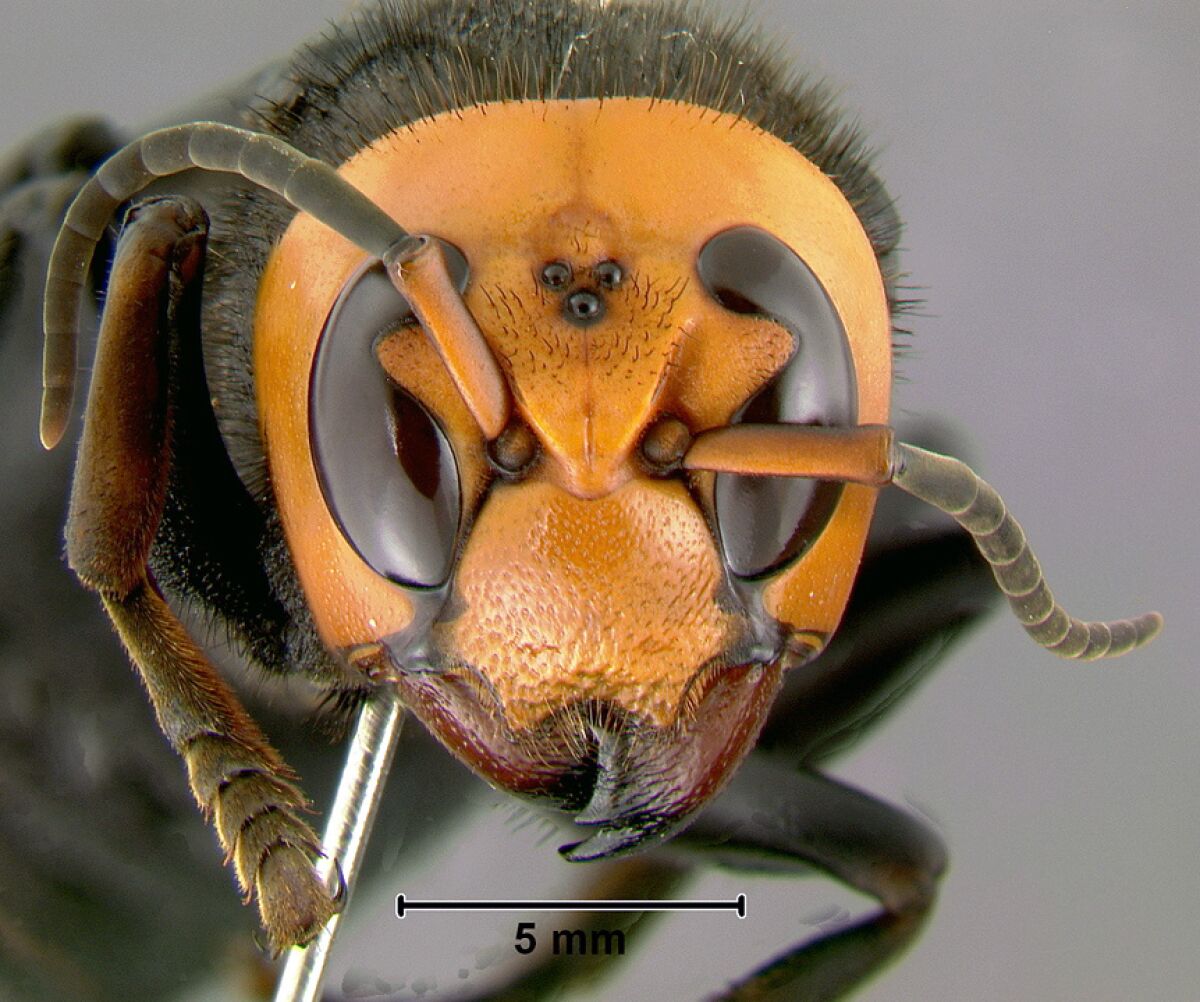 Vespa mandarinia — a.k.a. the Asian giant hornet or, as it's come to be known in the U.S., the "murder hornet."