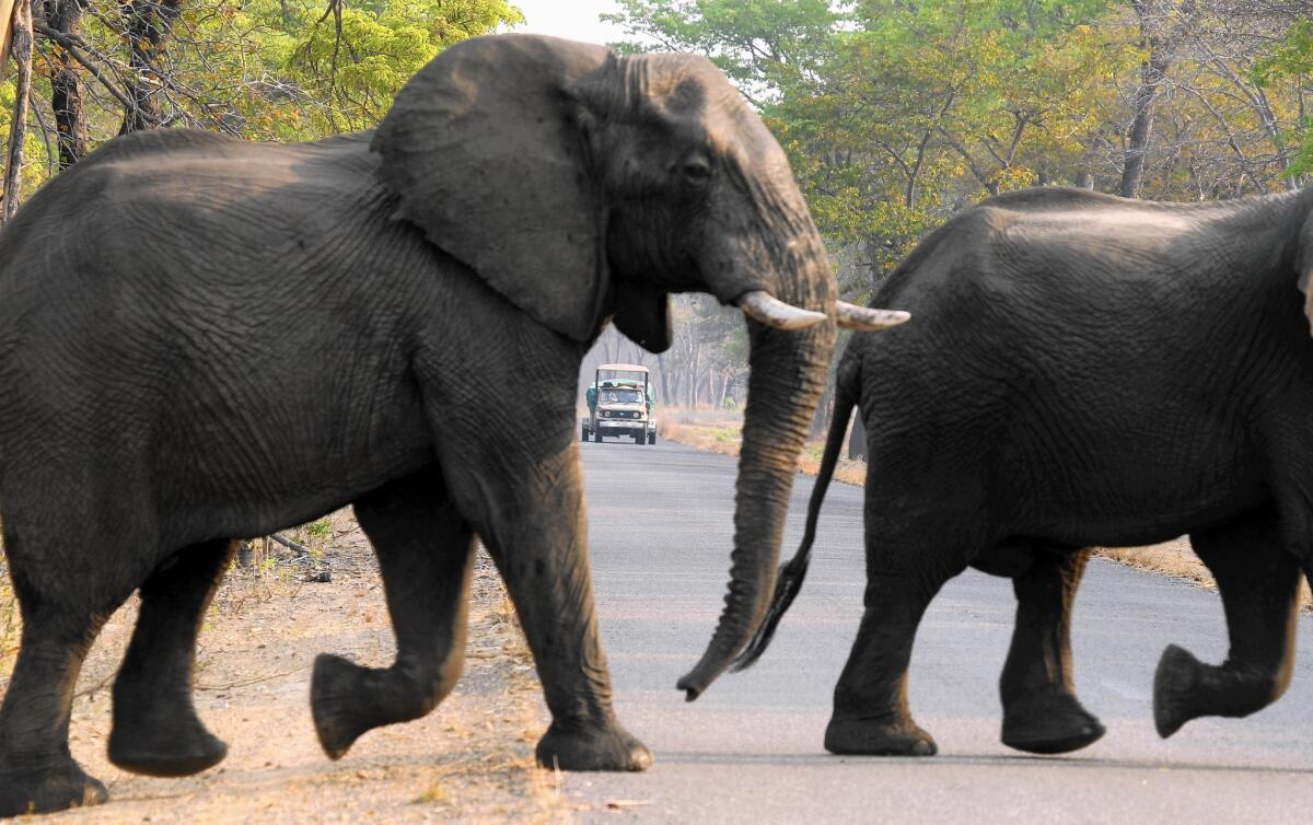 Elephants cross a road in Zimbabwe's Hwange National Park, where 26 pachyderms had been found poisoned in recent days at two sites.