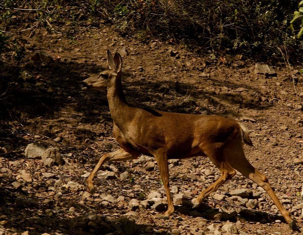 Camarillo Springs