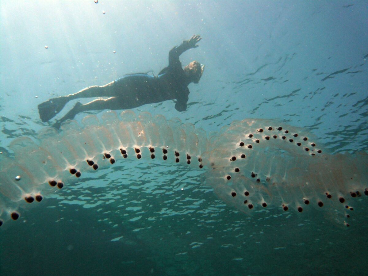 Chain of salp, Red Sea