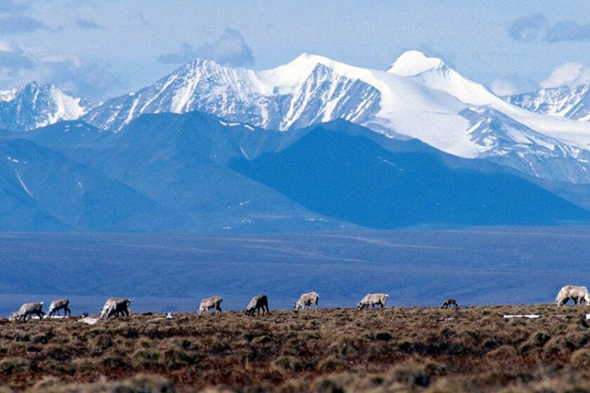 A file photo shows caribou grazing in the Arctic National Wildlife Refuge in Alaska.