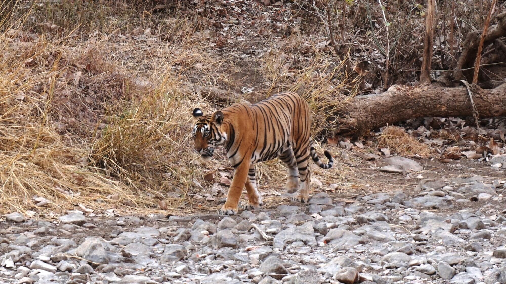 The tigress Mala wanders through Ranthambore National Park, where the tiger population has risen from 18 a decade ago to nearly 60.