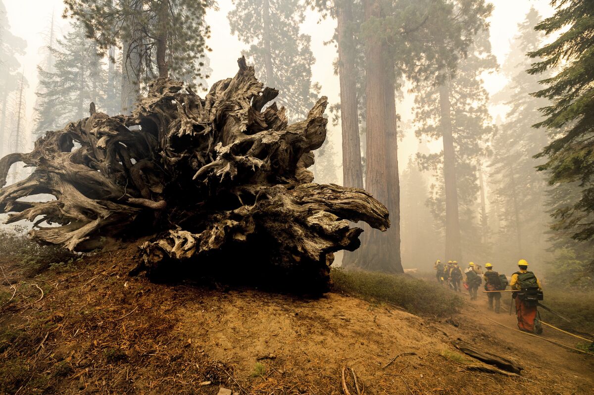 A line of firefighters wearing hard hats walk in a smoky forest