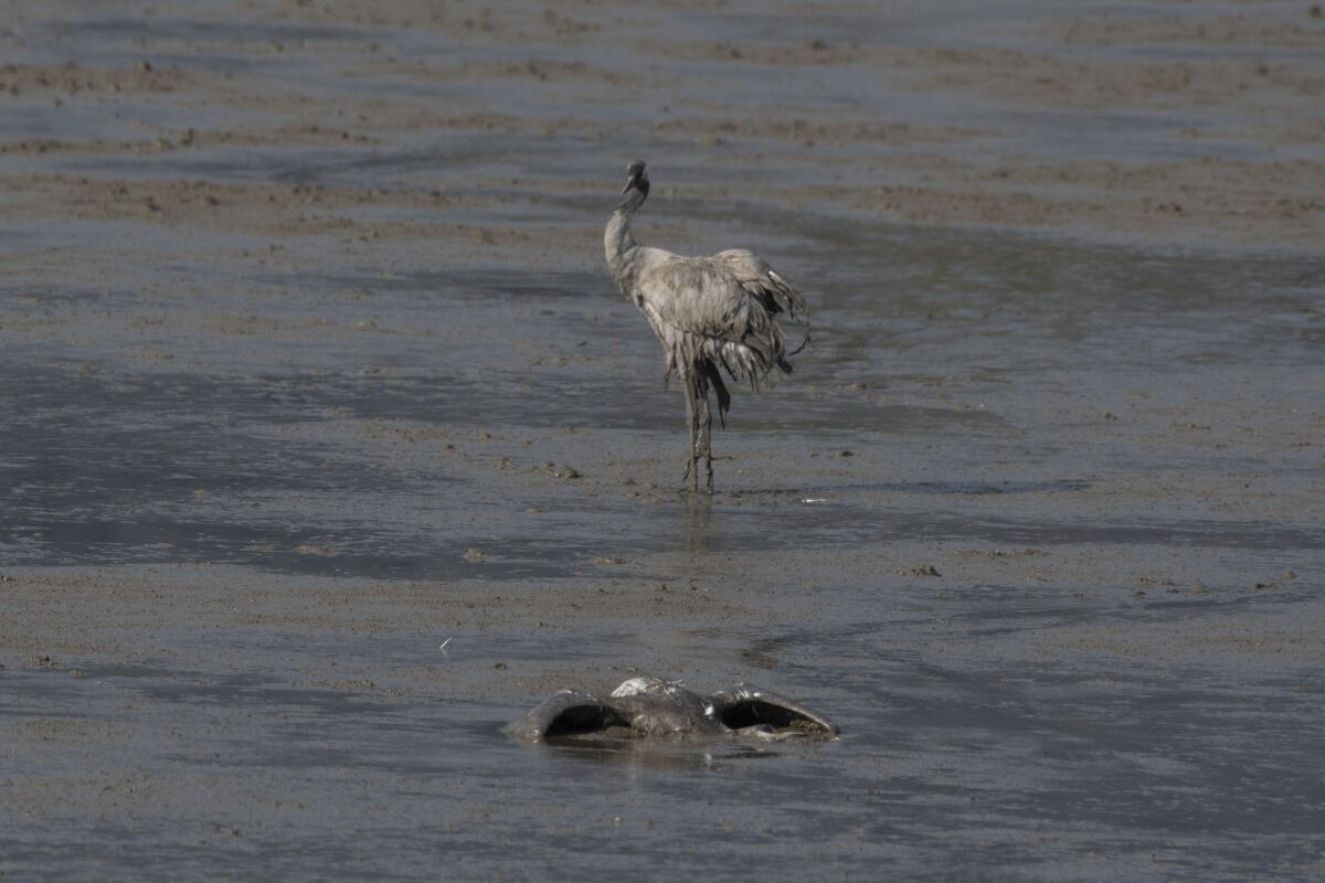 A dead crane lies on the ground at the Hula Lake conservation area in northern Israel