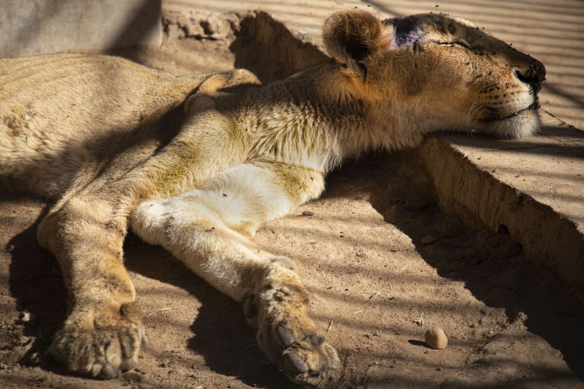 Preocupación global por fotos de leones hambrientos en Sudán - San Diego  Union-Tribune en Español