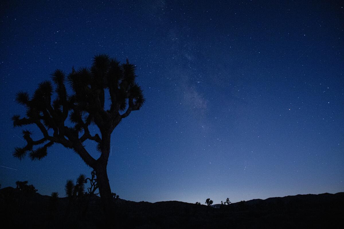 Joshua Tree during a dark sky photography workshop