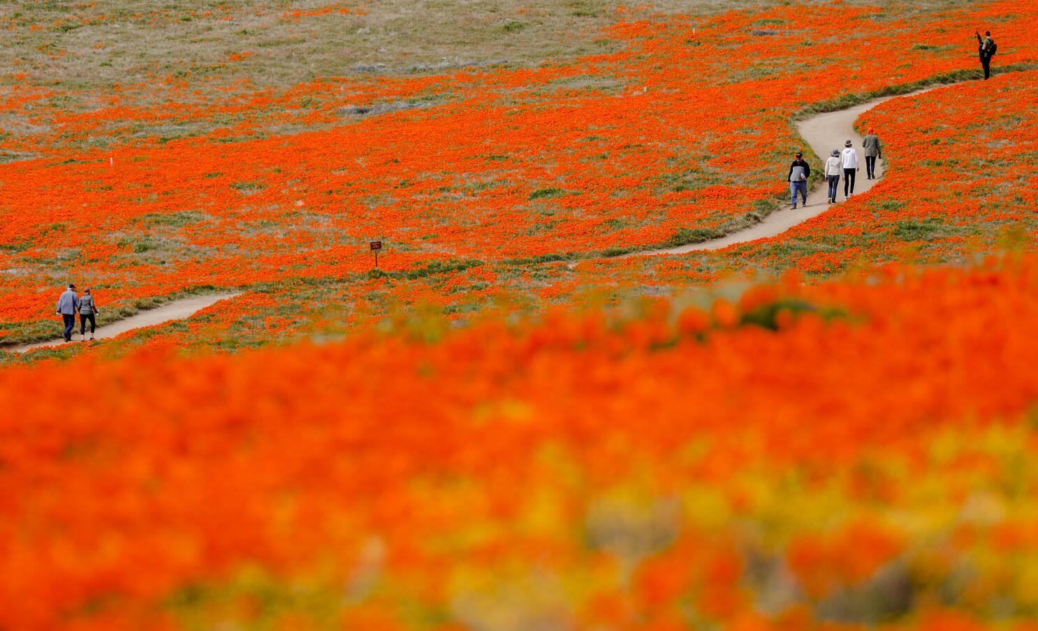 California Super Bloom Has Wildflowers Galore After Heavy Rains - The New  York Times