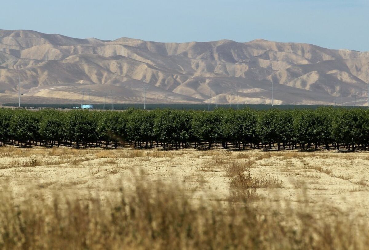 A grove of almond trees sits at the base of dry and barren hills near Firebaugh in California's drought-stricken Central Valley.