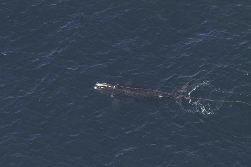 Foto de una ballena enredada en aparejos de pesca frente a la costa de Nueva Inglaterra, el miércoles 10 de abril de 2024. (Foto, NOAA vía AP)