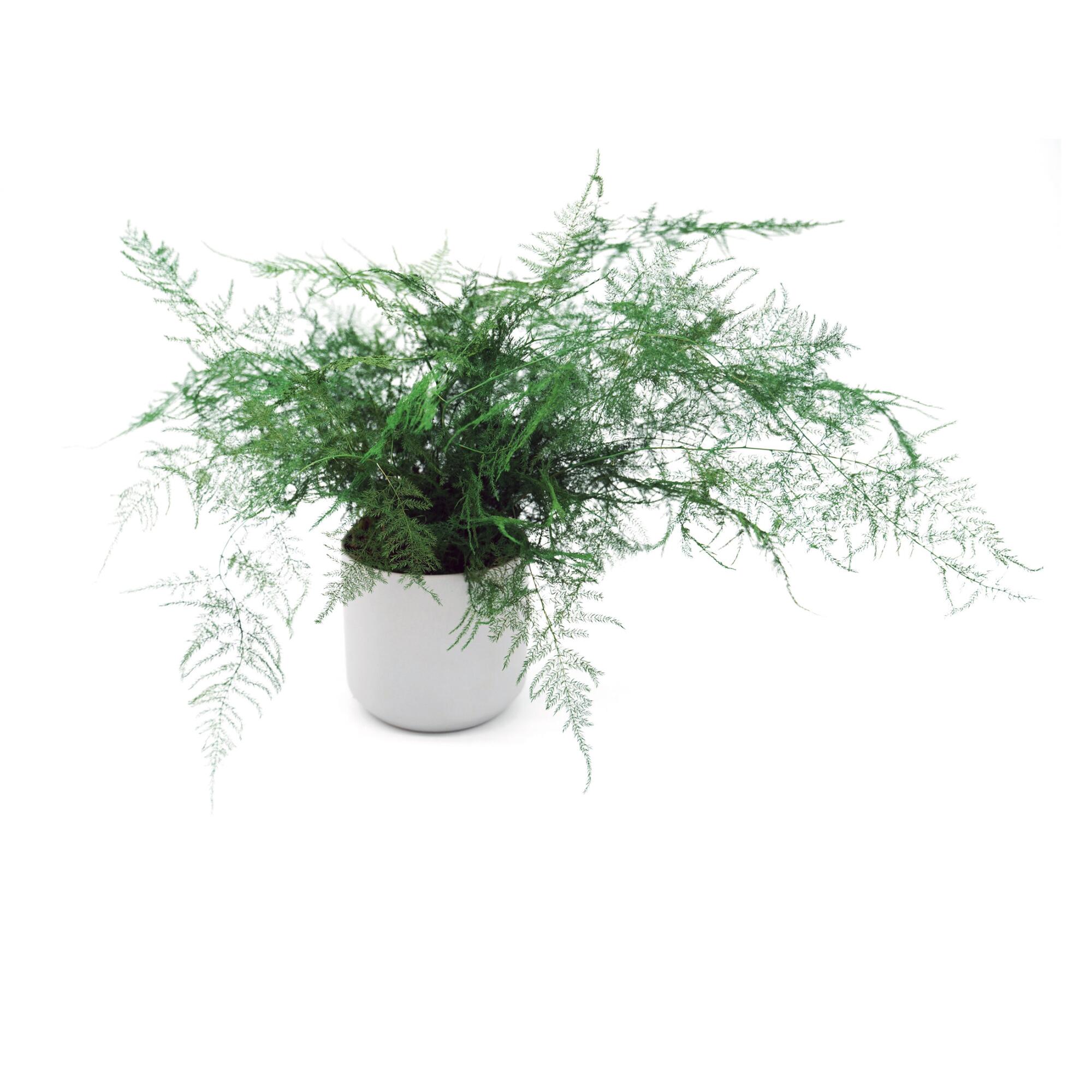 A fern in a pot.