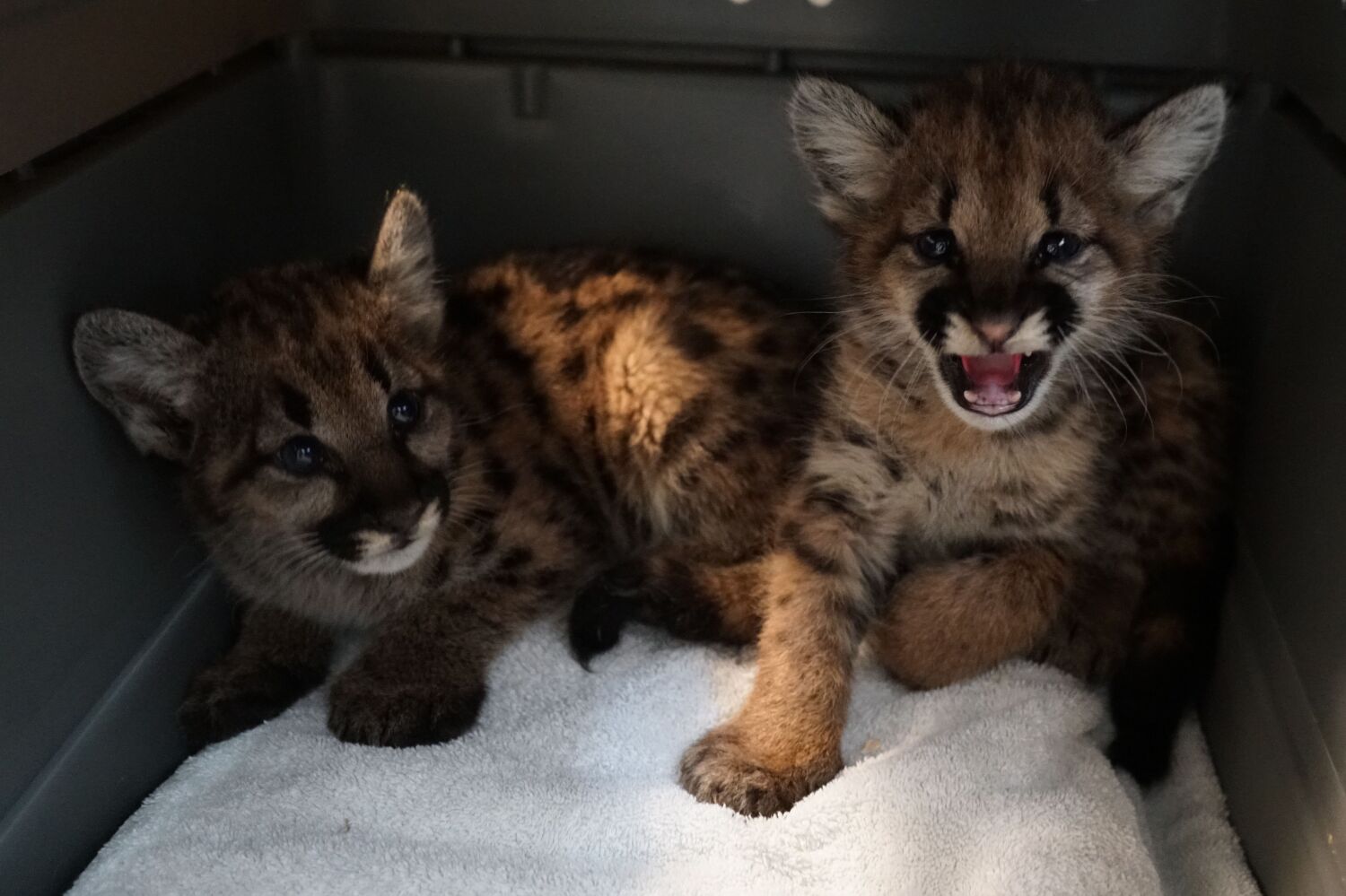 Cougar cubs, raccoons, kitty cats. After rehab, animals hurt by fires find new homes