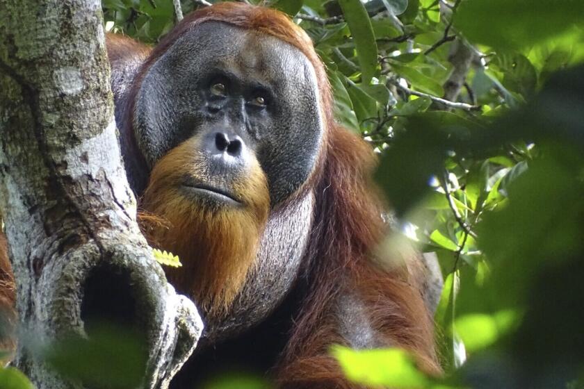 This photo provided by the Suaq foundation shows Rakus, a wild male Sumatran orangutan in Gunung Leuser National Park, Indonesia, on Aug. 25, 2022, after his facial wound was barely visible. Two months earlier, researchers observed him apply chewed leaves from a plant, used throughout Southeast Asia to treat pain and inflammation and to kill bacteria, to the wound. (Safruddin/Suaq foundation via AP)