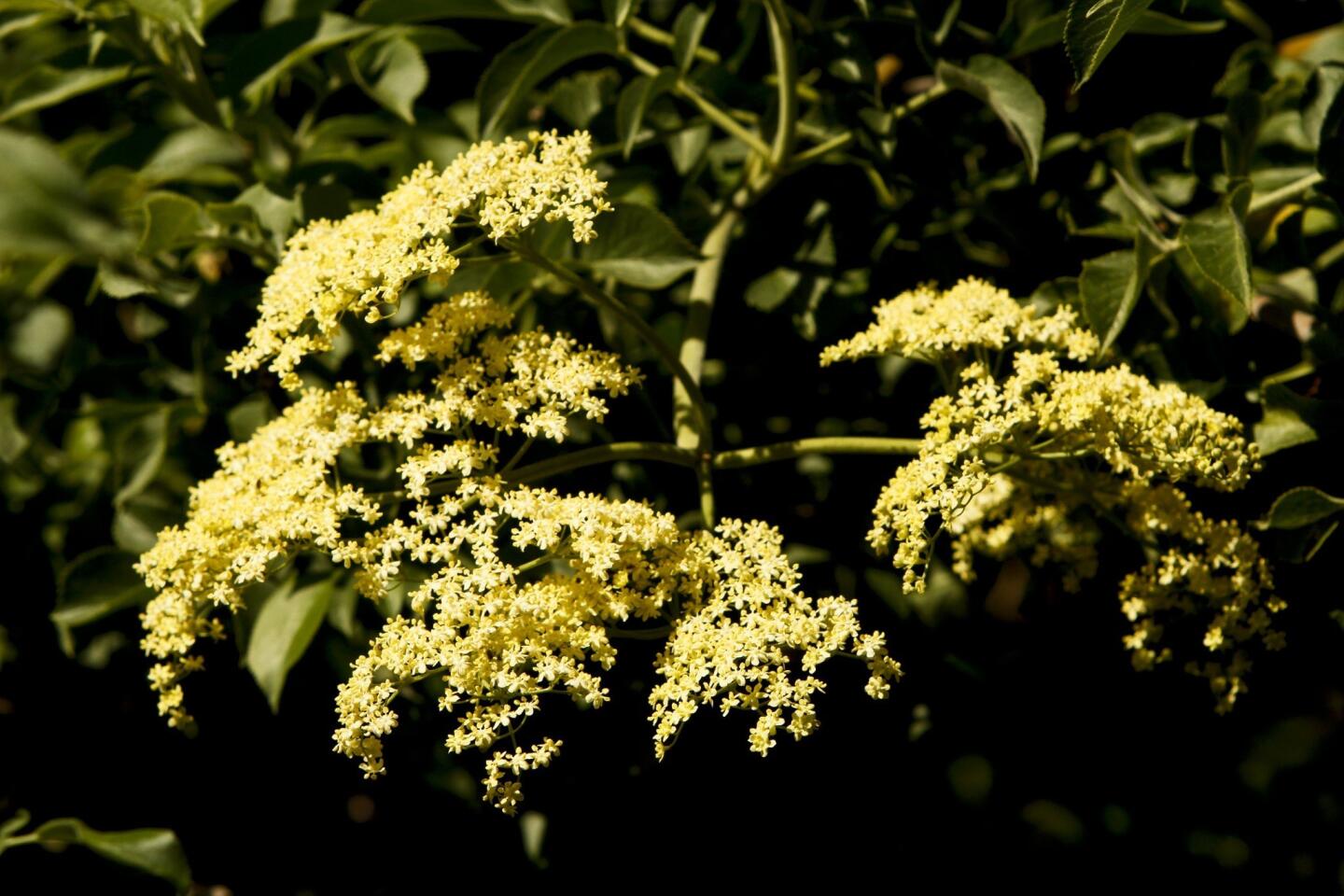 Elderberry, a California native, also can be incorporated into a hedge. Among the benefits: Birds love it.