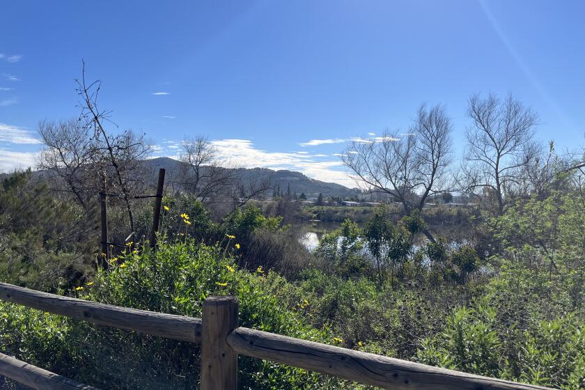 The view of the San Diego River from the Walker Preserve trail.