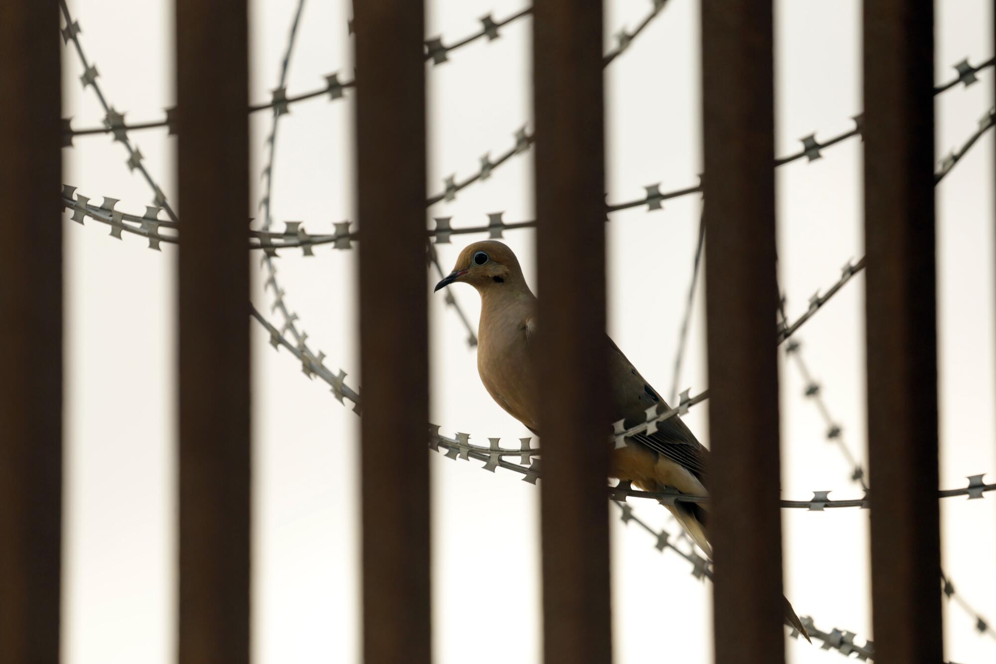 Una paloma descansa en un alambre de púas a lo largo del muro fronterizo en Brownsville, Texas.