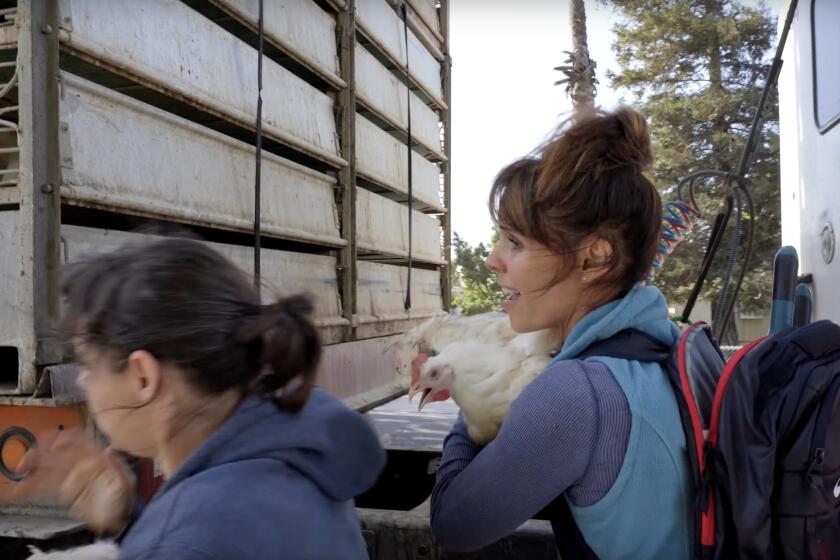 ‘Baywatch’ star Alexandra Paul, right, to go on trail for taking chickens from Foster Farms truck, shown here on a screenshot from a video provided by Direct Action Everywhere.