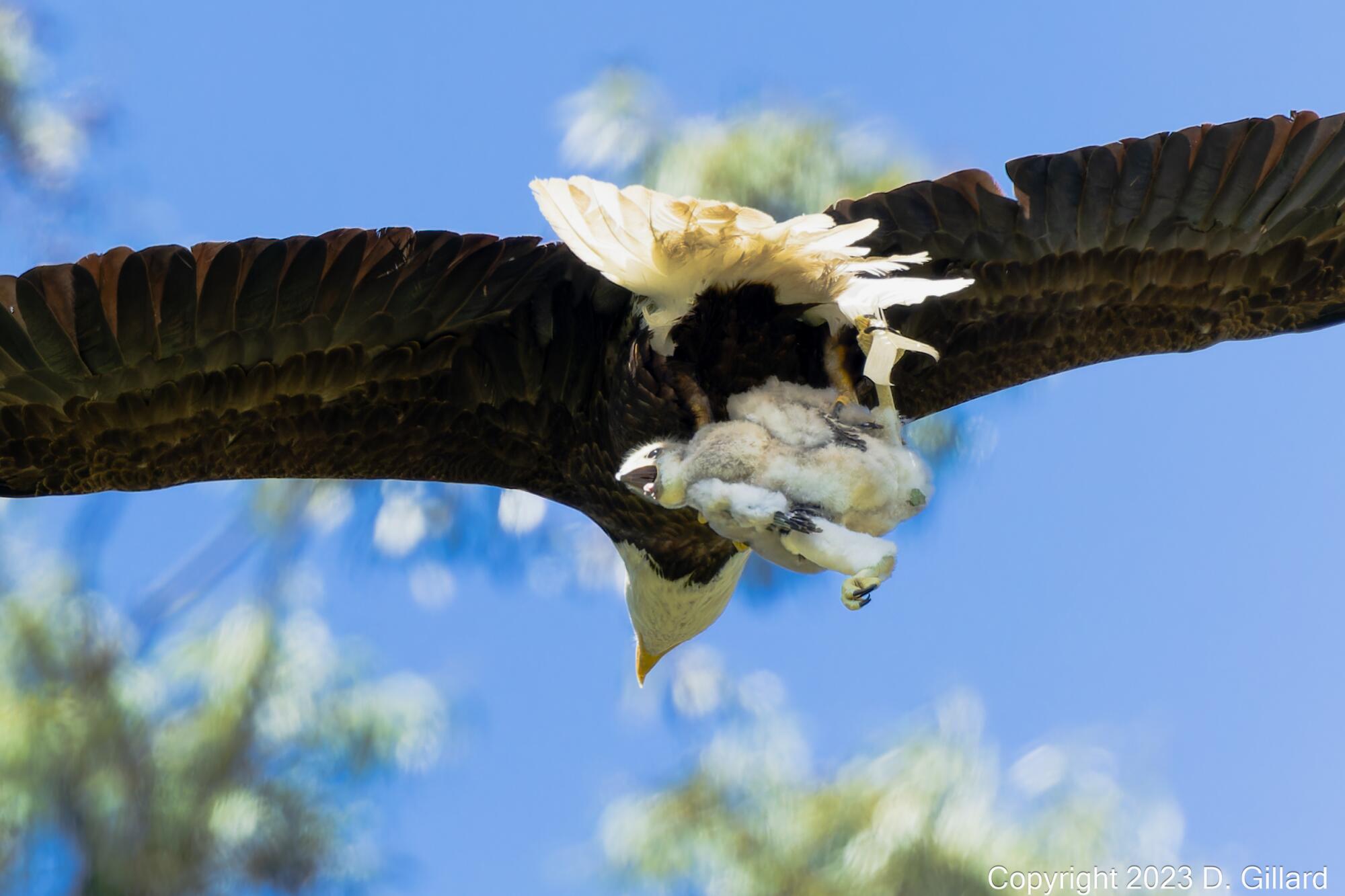 A soaring bald eagle holds a fuzzy, red-tailed hawk chick in its talons. 