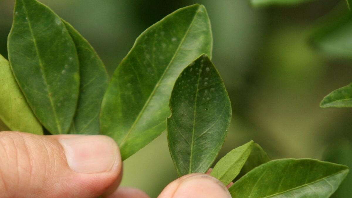 Leaves infected with citrus greening