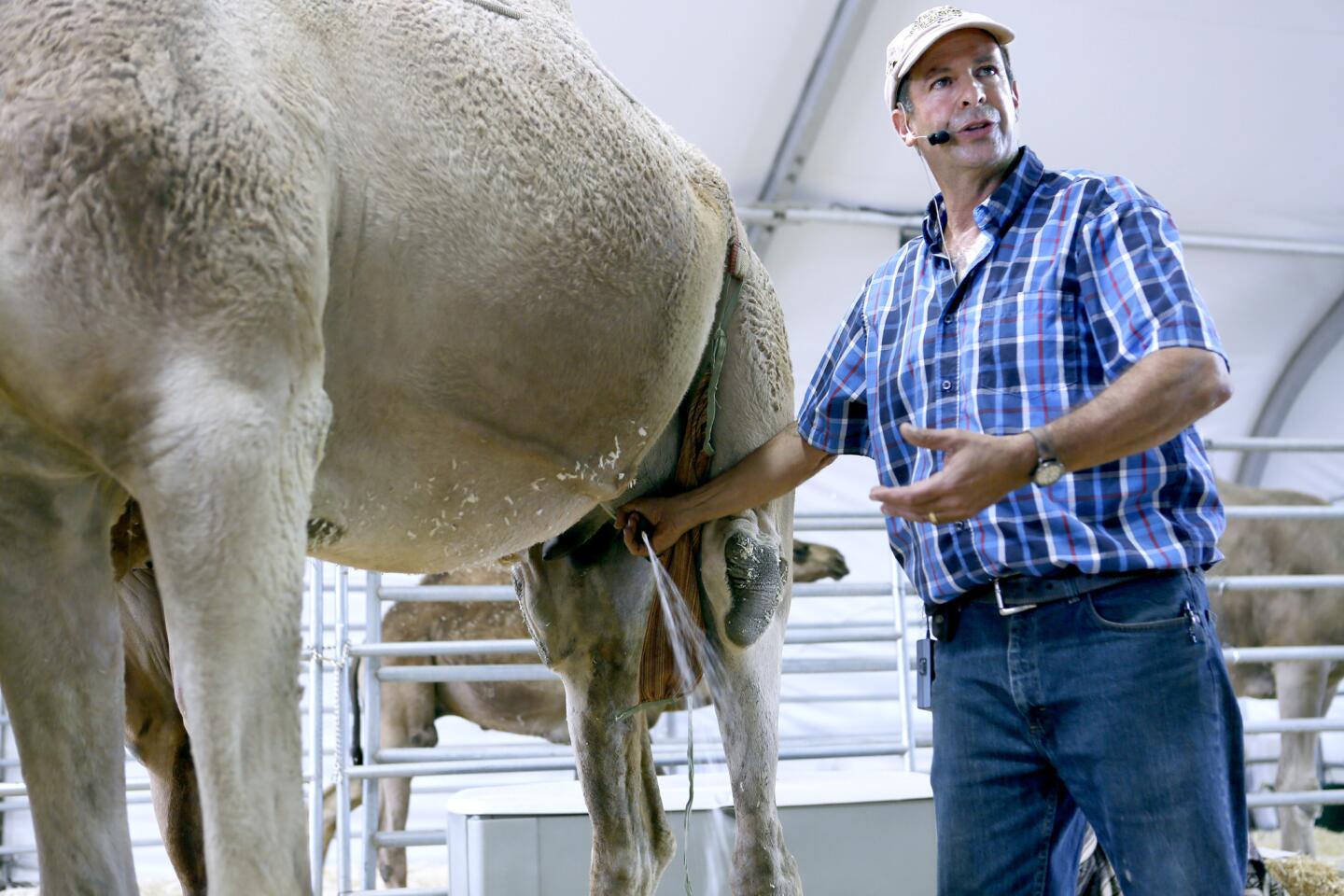 Gil Riegler, owner of Oasis Camel Dairy, shows how a camel is milked during a demonstration about camels at the Orange County Fair in Costa Mesa on Wednesday, August 2, 2017.