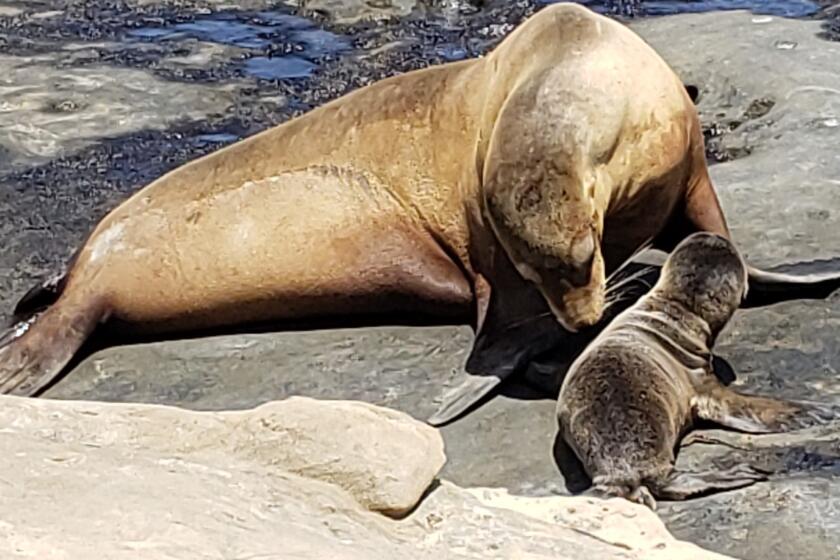 A sea lion and her pup are pictured at Point La Jolla.