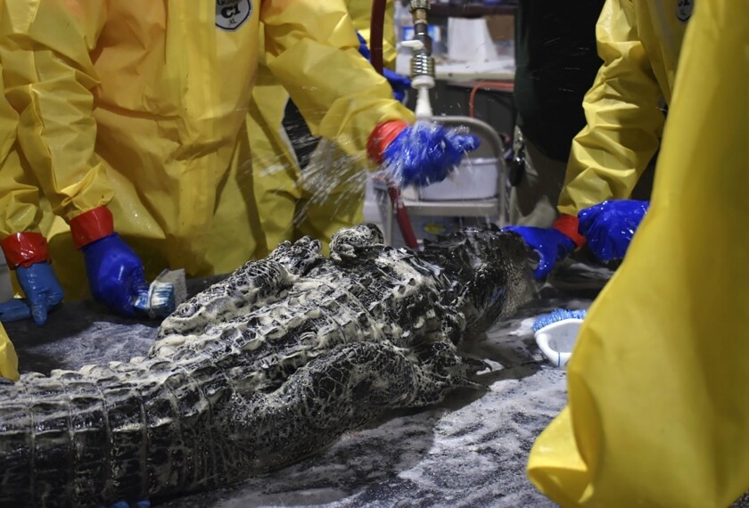 In this photo provided by the Louisiana Department of Wildlife and Fisheries, a 6-foot alligator is washed, Thursday, Jan. 13, 2022, at a wildlife rehabilitation facility set up after 300,000 gallons of diesel fuel poured out of a broken pipeline near Chalmette, La. The alligator is among at least 78 rescued since the spill on Dec. 27, 2021. At least 33 have been cleaned up and released in Bayou Sauvage National Wildlife Refuge in New Orleans, about 10 miles from the spill site. (Laura Carver/Louisiana Department of Wildlife and Fisheries via AP)