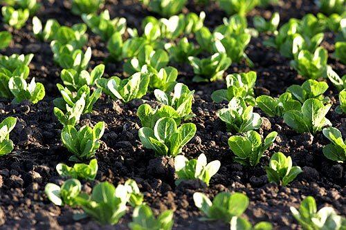 Lettuce sprouts up on a Sanlinas Valley farm. The spinach scare is only the latest bad news for Salinas. The biggest city in Monterey County was so broke it nearly shut its libraries two years ago.