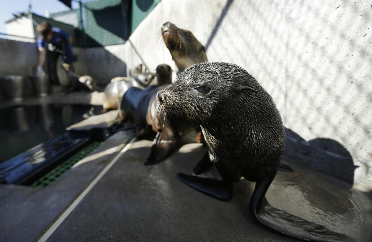 A Guadalupe fur seal, front, in 2013 passes by as a SeaWorld animal rescue team member feeds California sea lions at the park's rescue facility in San Diego.