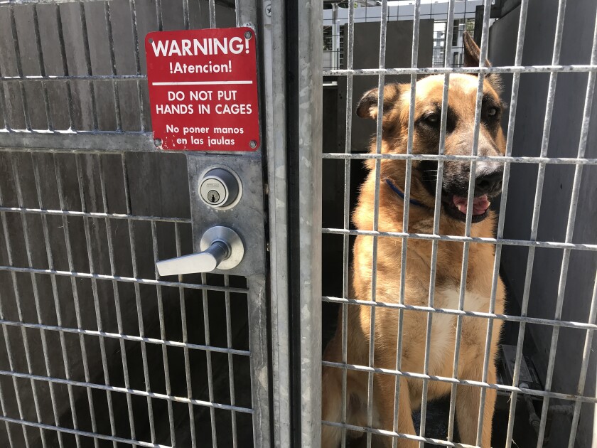 A dog sits in a cage at an animal shelter.