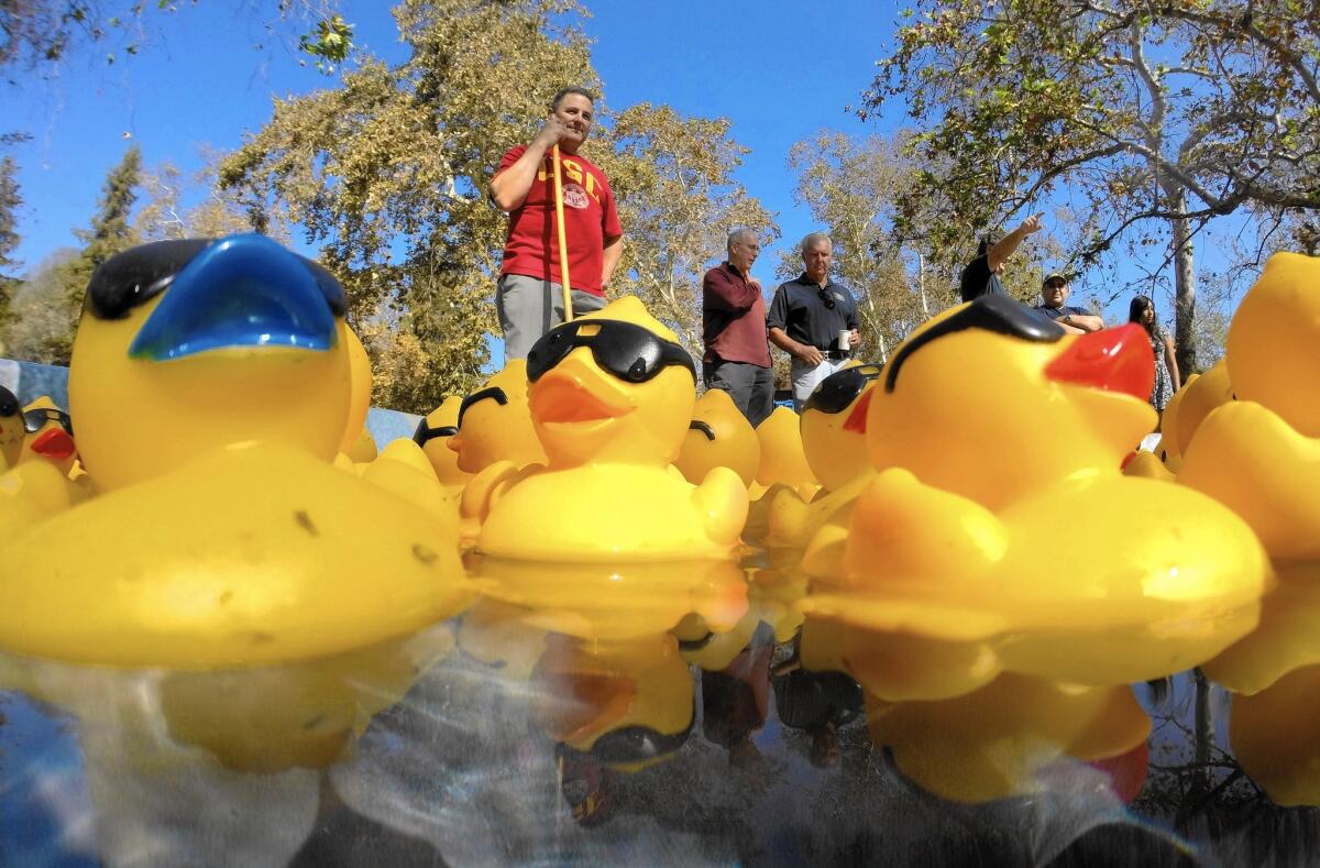 Rubber ducks were ready for the first heat of multiple races at the annual Glendale Kiwanis Foundation-sponsored Kiwanis Incredible Duck Splash at Verdugo Park in Glendale on Saturday, Oct. 11, 2014.