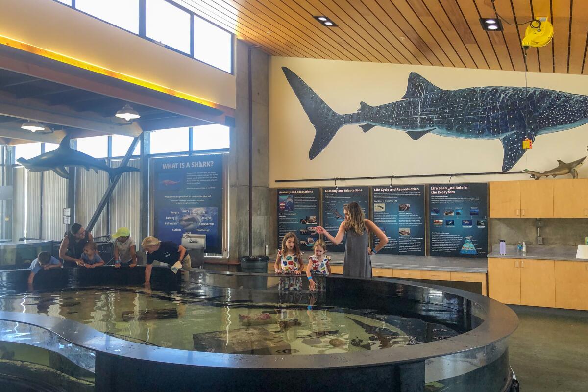 Visitors pet sharks in the Sahm Marine Education Center at the Ocean Institute in July 2022.