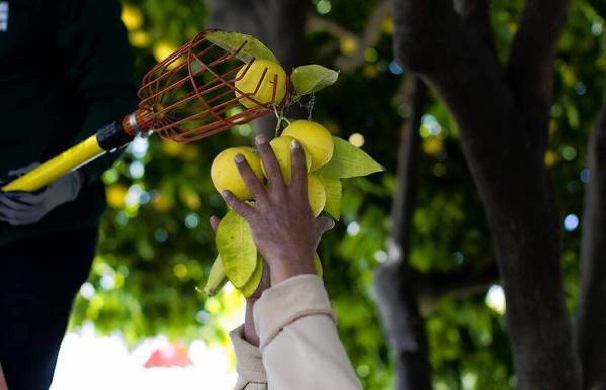 A volunteer harvests fruit that might otherwise go to waste for the Garden to Table project in San Jose. The project aims to create a local food supply in neighborhoods where hunger is prevalent and fresh foods are not.
