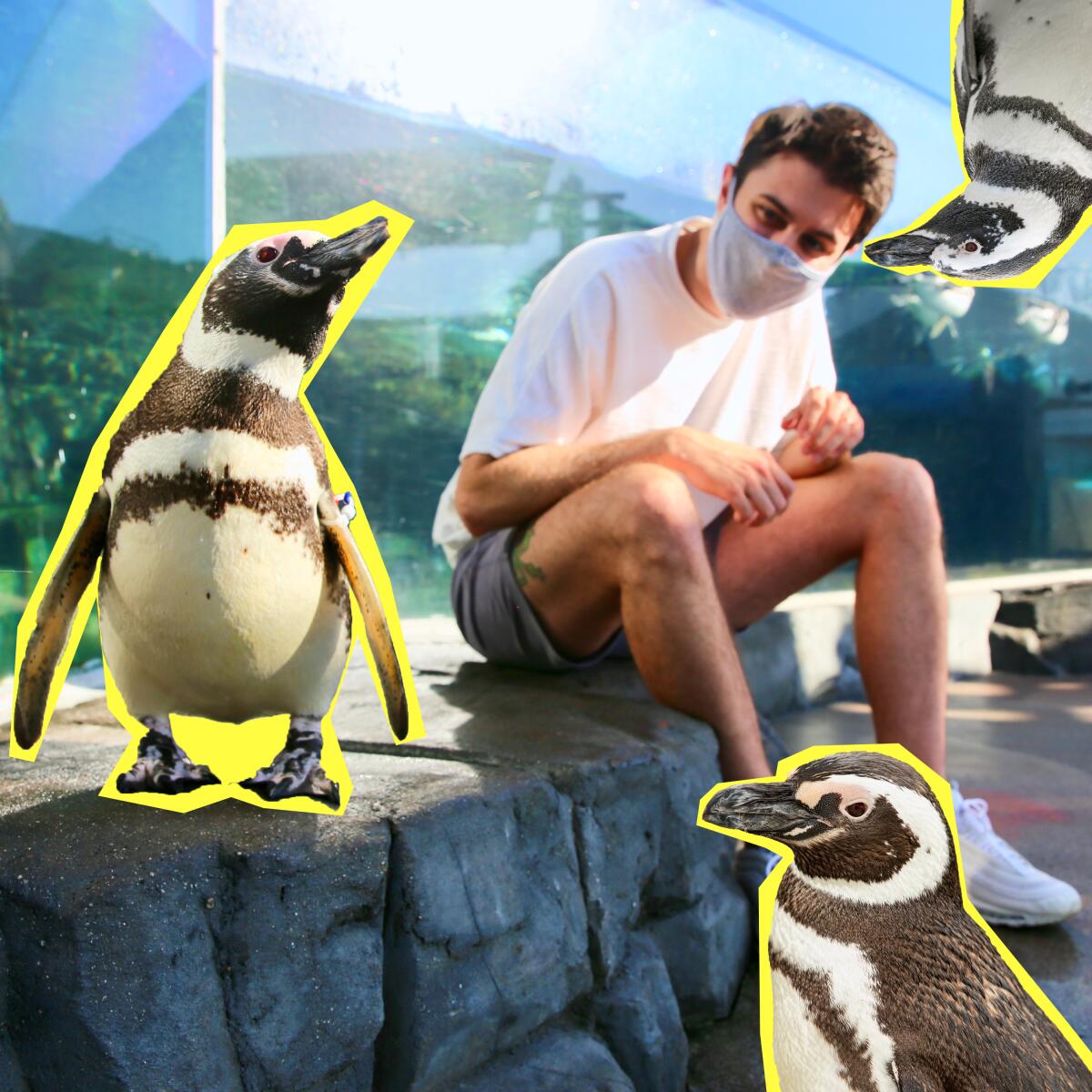 A collage of several different penguins visitors can encounter at the Aquarium of the Pacific in Long Beach.
