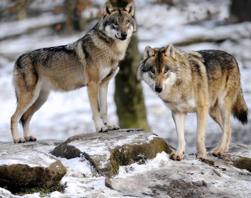 Gray wolves in Rhodes, France. The new analysis examined a mix of DNA from 12 gray wolves and compared it with DNA collected from 60 domestic dogs from 14 breeds.