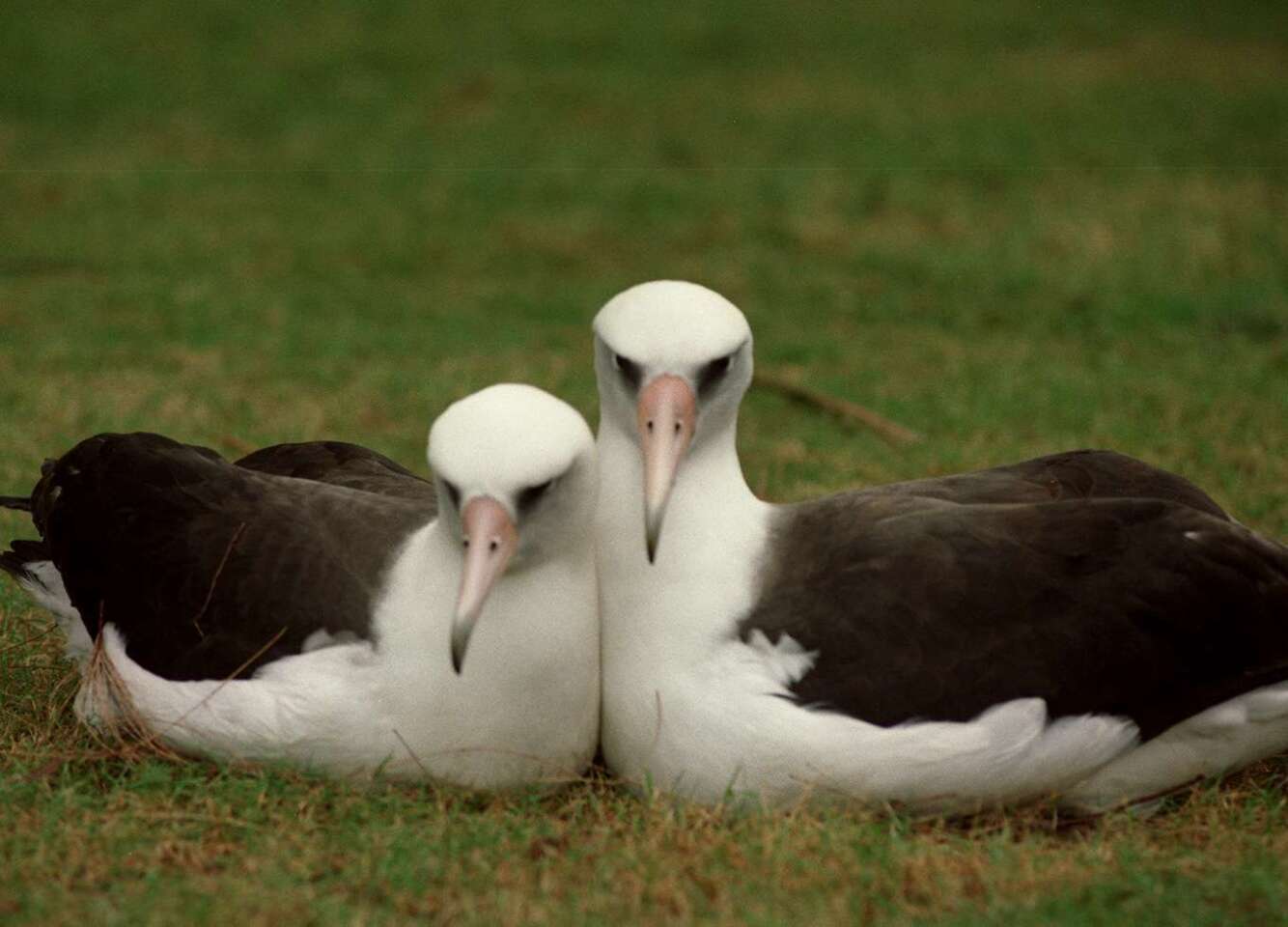 A nesting pair of Laysan albatrosses. Birds are vaunted for their monogamy.